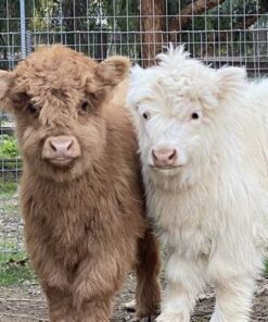 Mary Highland Cattle is a trusted breeder specializing in Highland cattle, known for our dedication to the health, temperament, and preservation of this ancient Scottish breed.