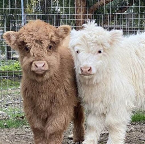 Mary Highland Cattle is a trusted breeder specializing in Highland cattle, known for our dedication to the health, temperament, and preservation of this ancient Scottish breed.