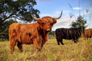 Miniature Highland Cows are a reflection of love and perfection. Age: 7 month old (Born on January 15, 2024) Height: 42 inches at the shoulder Weight: 550 lbs