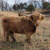 Meet Mary, our premium Angus male Highland bull cow available now! Mary is not just any bull; he’s a champion in both looks and genetics, perfect for enhancing your herd’s quality.