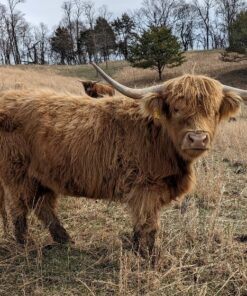 Meet Mary, our premium Angus male Highland bull cow available now! Mary is not just any bull; he’s a champion in both looks and genetics, perfect for enhancing your herd’s quality.