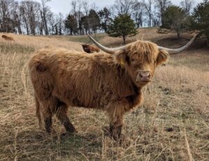 Meet Mary, our premium Angus male Highland bull cow available now! Mary is not just any bull; he’s a champion in both looks and genetics, perfect for enhancing your herd’s quality.