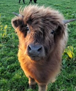 Buy Acres Lucca Highland Bull