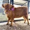 Mini Highland cow for sale are bred to be smaller than their full-sized counterparts. This makes them ideal for smaller properties