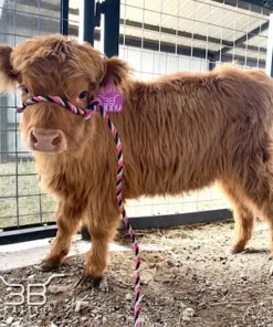 Mini Highland cow for sale are bred to be smaller than their full-sized counterparts. This makes them ideal for smaller properties