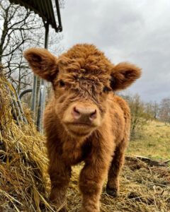 Mini Scotland Highland Cow are smaller than standard Highland Cattle, by 36-42 inches tall at the shoulder. Making them adaptable to living conditions.