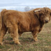 Mary Highland Cattle is a trusted breeder specializing in Highland cattle, known for our dedication to the health, temperament, and preservation of this ancient Scottish breed.