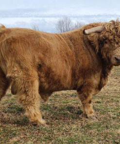 Mary Highland Cattle is a trusted breeder specializing in Highland cattle, known for our dedication to the health, temperament, and preservation of this ancient Scottish breed.