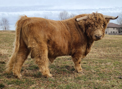 Mary Highland Cattle is a trusted breeder specializing in Highland cattle, known for our dedication to the health, temperament, and preservation of this ancient Scottish breed.