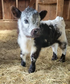 Bonnie is a beautiful Highland Miniature Cow with an intriguing lineage.