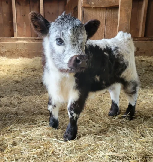 Bonnie is a beautiful Highland Miniature Cow with an intriguing lineage.