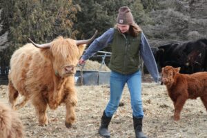 Mini Scotland Highland Cow are smaller than standard Highland Cattle, by 36-42 inches tall at the shoulder. Making them adaptable to living conditions.