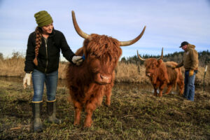 Mini Scotland Highland Cow are smaller than standard Highland Cattle, by 36-42 inches tall at the shoulder. Making them adaptable to living conditions.