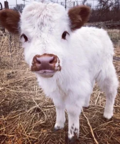 Mini Highland cow for sale are bred to be smaller than their full-sized counterparts. This makes them ideal for smaller properties