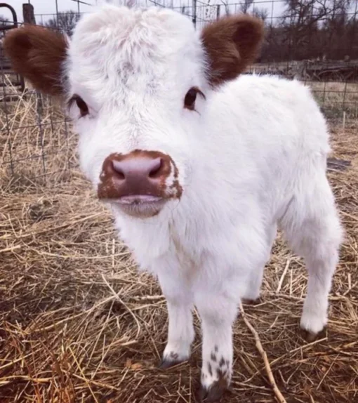 Mini Highland cow for sale are bred to be smaller than their full-sized counterparts. This makes them ideal for smaller properties