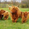 Miniature Highland Cows are a reflection of love and perfection. Age: 7 month old (Born on January 15, 2024) Height: 42 inches at the shoulder Weight: 550 lbs