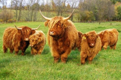 Miniature Highland Cows are a reflection of love and perfection. Age: 7 month old (Born on January 15, 2024) Height: 42 inches at the shoulder Weight: 550 lbs