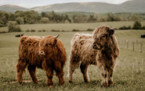 Mary Highland Cattle is a trusted breeder specializing in Highland cattle, known for our dedication to the health, temperament, and preservation of this ancient Scottish breed.