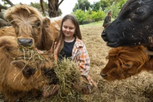 Mary Highland Cattle is a trusted breeder specializing in Highland cattle, known for our dedication to the health, temperament, and preservation of this ancient Scottish breed.