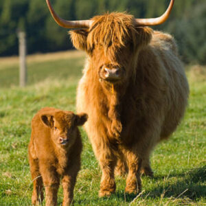 Miniature Highland Cattle are a smaller version of the traditional Highland breed, renowned for their distinctive long, shaggy coats and gentle demeanor. Originating from Scotland,