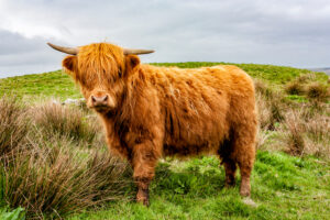 Mini Highland cow for sale are bred to be smaller than their full-sized counterparts. This makes them ideal for smaller properties