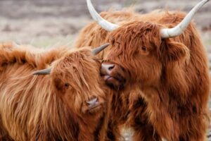 Mary Highland Cattle is a trusted breeder specializing in Highland cattle, known for our dedication to the health, temperament, and preservation of this ancient Scottish breed.