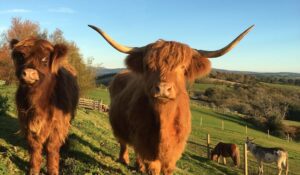 Mini Highland cow for sale are bred to be smaller than their full-sized counterparts. This makes them ideal for smaller properties