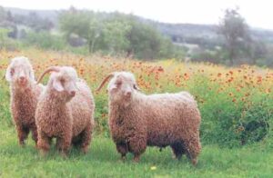 Angora goats are renowned for their premium mohair, which is softer, shinier, and warmer than wool. This makes it highly sought after for high-end clothing and textiles.