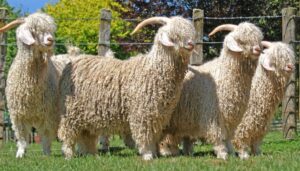 Angora goats are renowned for their premium mohair, which is softer, shinier, and warmer than wool. This makes it highly sought after for high-end clothing and textiles.