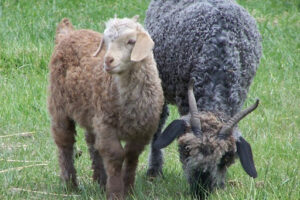 Angora goats are renowned for their premium mohair, which is softer, shinier, and warmer than wool. This makes it highly sought after for high-end clothing and textiles.