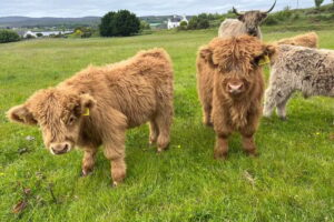 Mary Scottish Highland Cattle For Sale In Florida