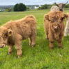 Mini Scotland Highland Cow are smaller than standard Highland Cattle, by 36-42 inches tall at the shoulder. Making them adaptable to living conditions.