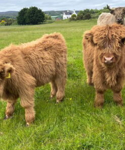 Mini Scotland Highland Cow are smaller than standard Highland Cattle, by 36-42 inches tall at the shoulder. Making them adaptable to living conditions.