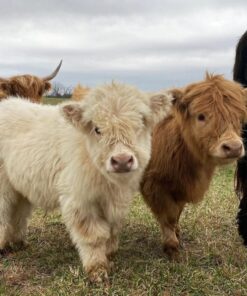 Available Pair - Mary Miniature Highland Cow for sale