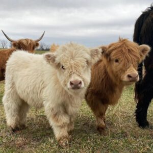 Miniature Highland Cattle are a smaller version of the traditional Highland breed, renowned for their distinctive long, shaggy coats and gentle demeanor. Originating from Scotland,