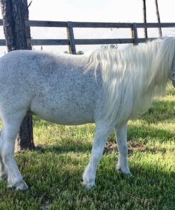 Buy 2024| Miniature Ponies for sale in florida