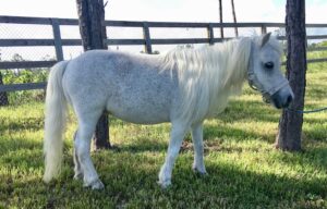 Buy 2024| Miniature Ponies for sale in florida