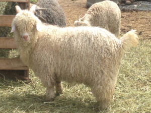 Angora goats are renowned for their premium mohair, which is softer, shinier, and warmer than wool. This makes it highly sought after for high-end clothing and textiles.