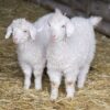 Angora goats are renowned for their premium mohair, which is softer, shinier, and warmer than wool. This makes it highly sought after for high-end clothing and textiles.