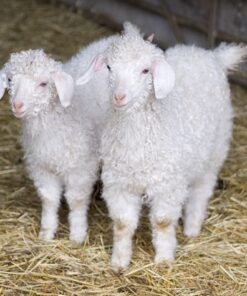 Angora goats are renowned for their premium mohair, which is softer, shinier, and warmer than wool. This makes it highly sought after for high-end clothing and textiles.