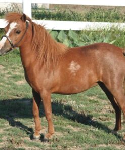 Mary Cattle Available Miniature Pony for sale