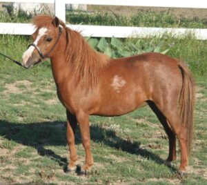 Mary Cattle Available Miniature Pony for sale