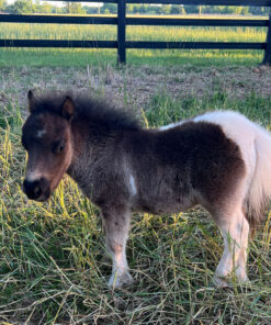 Buy-Mini-Horse-for-sale.