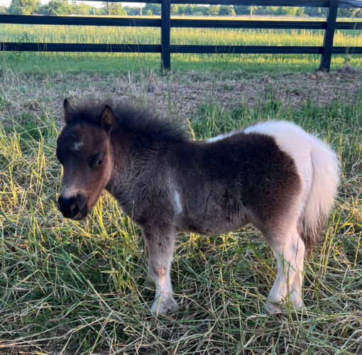 Buy-Mini-Horse-for-sale.