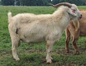 Cashmere goats are renowned for their luxurious and soft cashmere fiber, which is highly valued in the textile industry. This fine fiber is known for its warmth, softness, and lightweight properties, making it a desirable material for high-end clothing and accessories. Here are some key benefits of owning Cashmere goats: