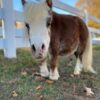 Buy-dwarf-mini-horse-for-sale