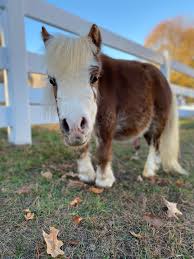 Buy-dwarf-mini-horse-for-sale