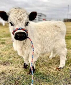 mini cattle for sale are renowned for their friendly nature. These miniature versions are equally sociable, making them great companions for families and individuals alike.