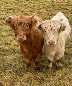 Mary Mini Highland Cow - Available Scottish Pair for sale