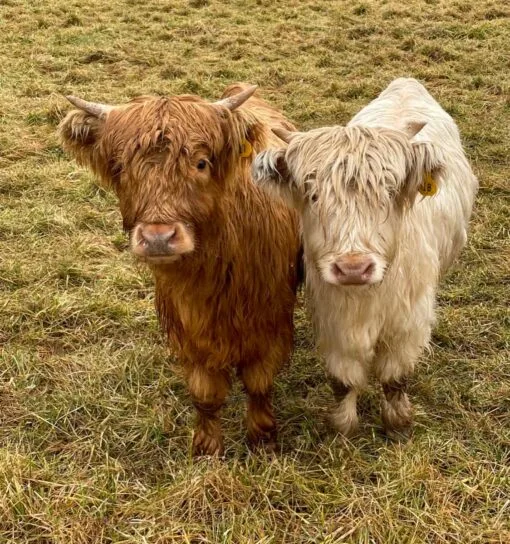 a Scottish Mini Highland Calf! These charming, gentle creatures make an ideal gift for animal lovers, families, or anyone looking to add some cuteness and personality to their farm or property. Read on to learn why a Mini Highland Calf from Mary Cattle Farm is the best choice for this holiday season.